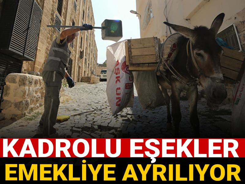 Kadrolu eşekler emekliye ayrılıyor