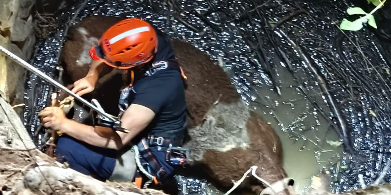 Su kuyusuna düşen inek kurtarıldı