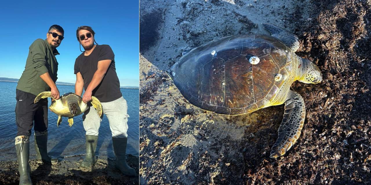 1 metre boyundaki caretta kıyıya vurdu