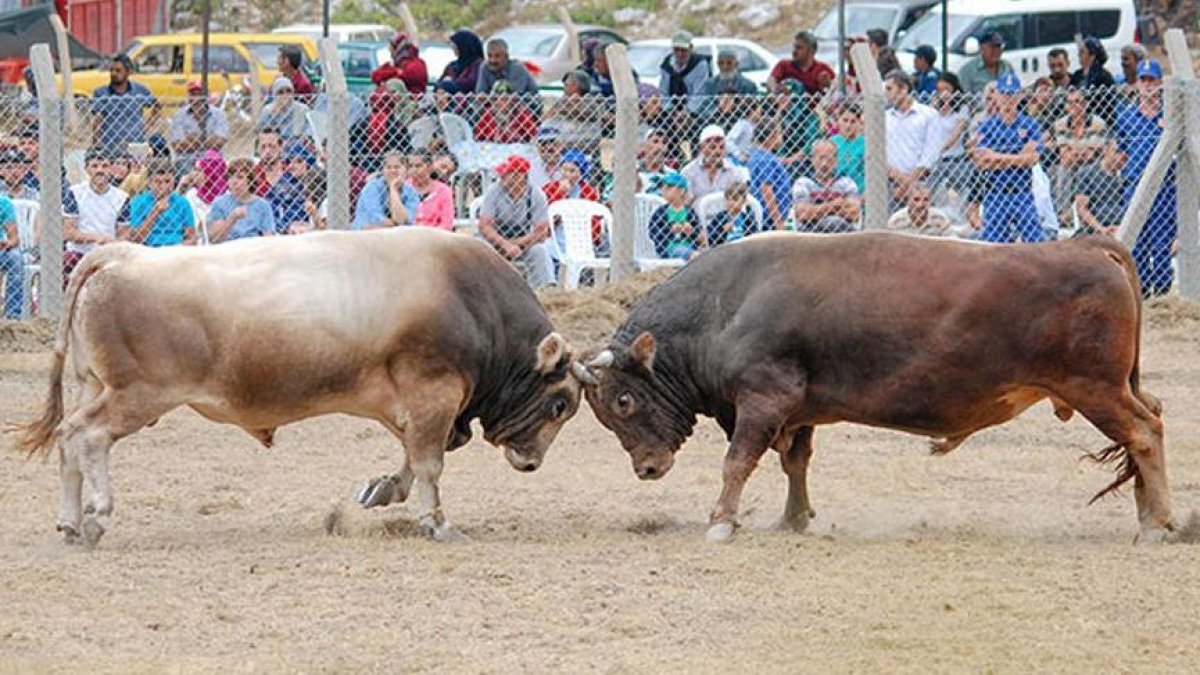 Kumluca'da boğa güreşleri iptal edildi