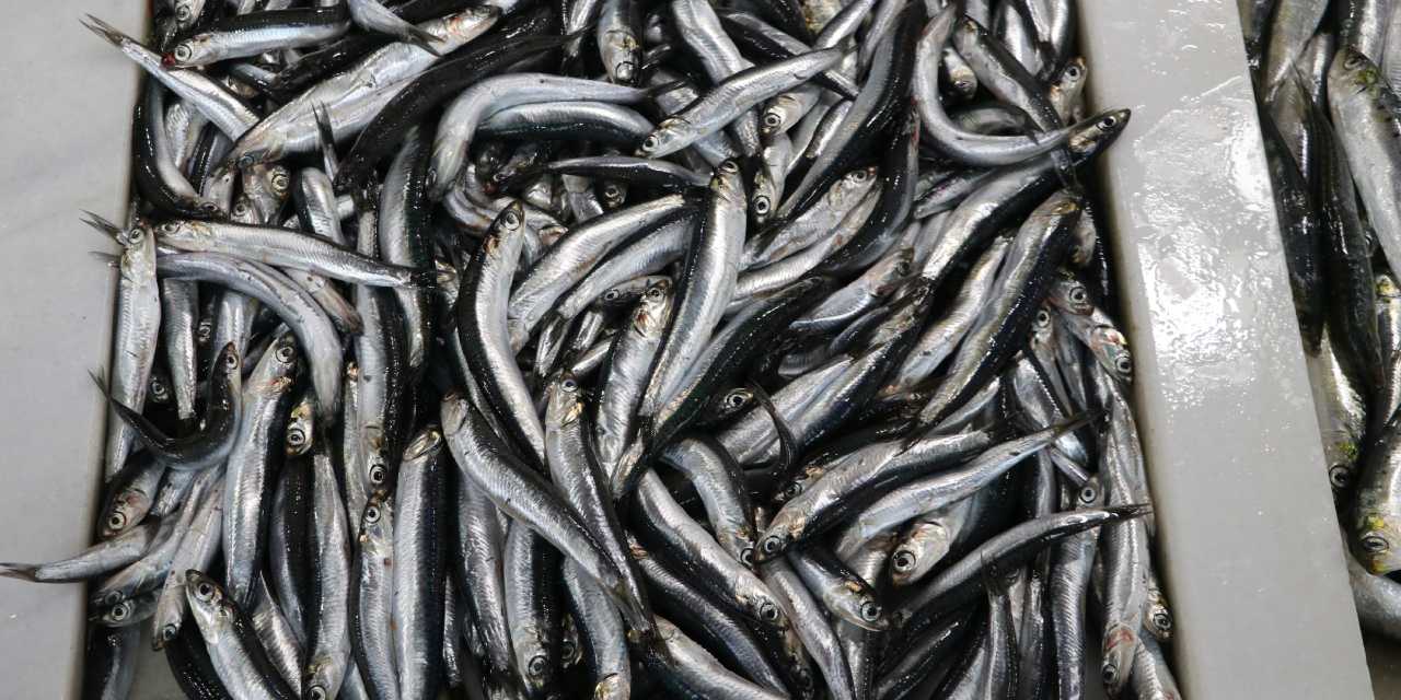 Hamsi tezgahlardaki yerini aldı: Fiyatı belli oldu