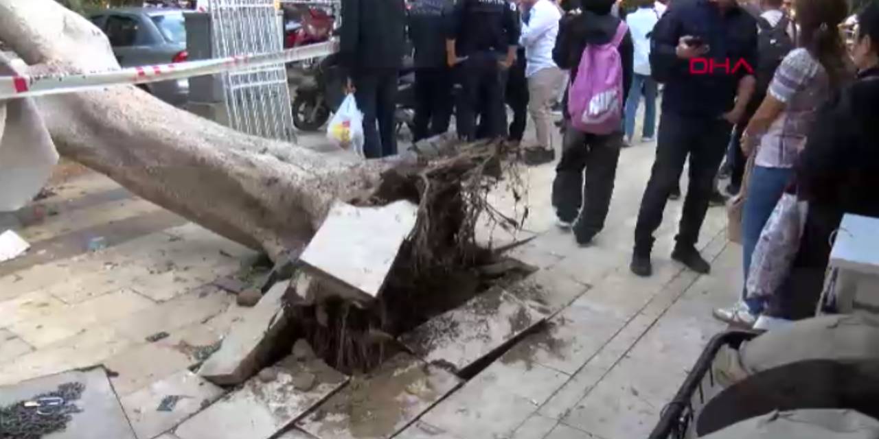 Ağaç 5 otomobilin üzerine devrildi: Milyonlarca liralık hasar oluştu