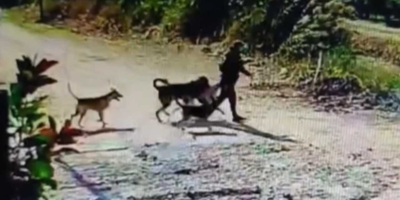 Hatay’da akılalmaz olay! Bahçedeki köpeği kaçırdı