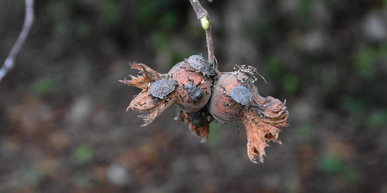 Kahverengi Kokarca böceğiyle nasıl mücadele edilir? Ne yapılması gerekiyor? Uzmanlar açıkladı