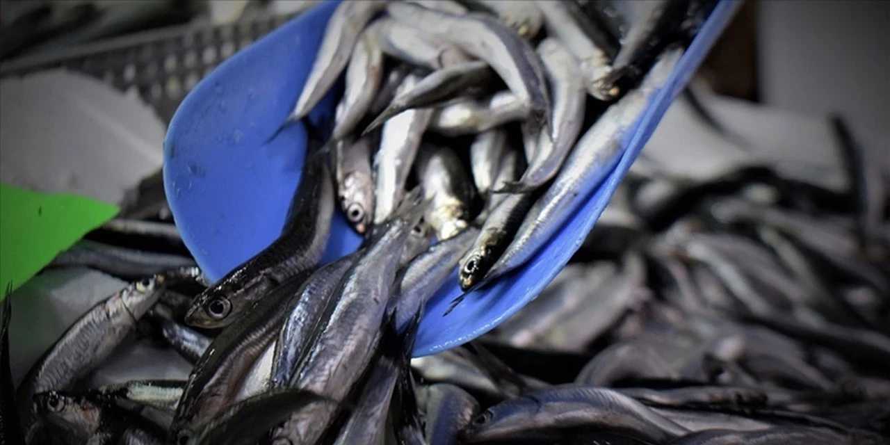 Hamsi bolluğu! Fiyatlar gün gün değişiyor