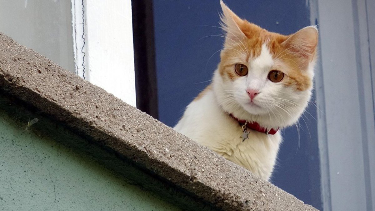 Kedilerin ana vatanı Türkiye çıktı