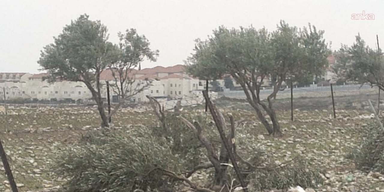 İsrail kararını duyurdu! Binlerce zeytin ağacına kıyacaklar!