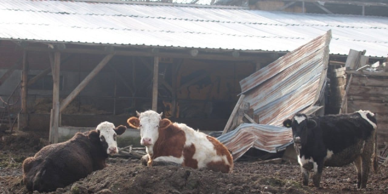 Bolu’da şap krizi! 22 bölge karantinaya alındı