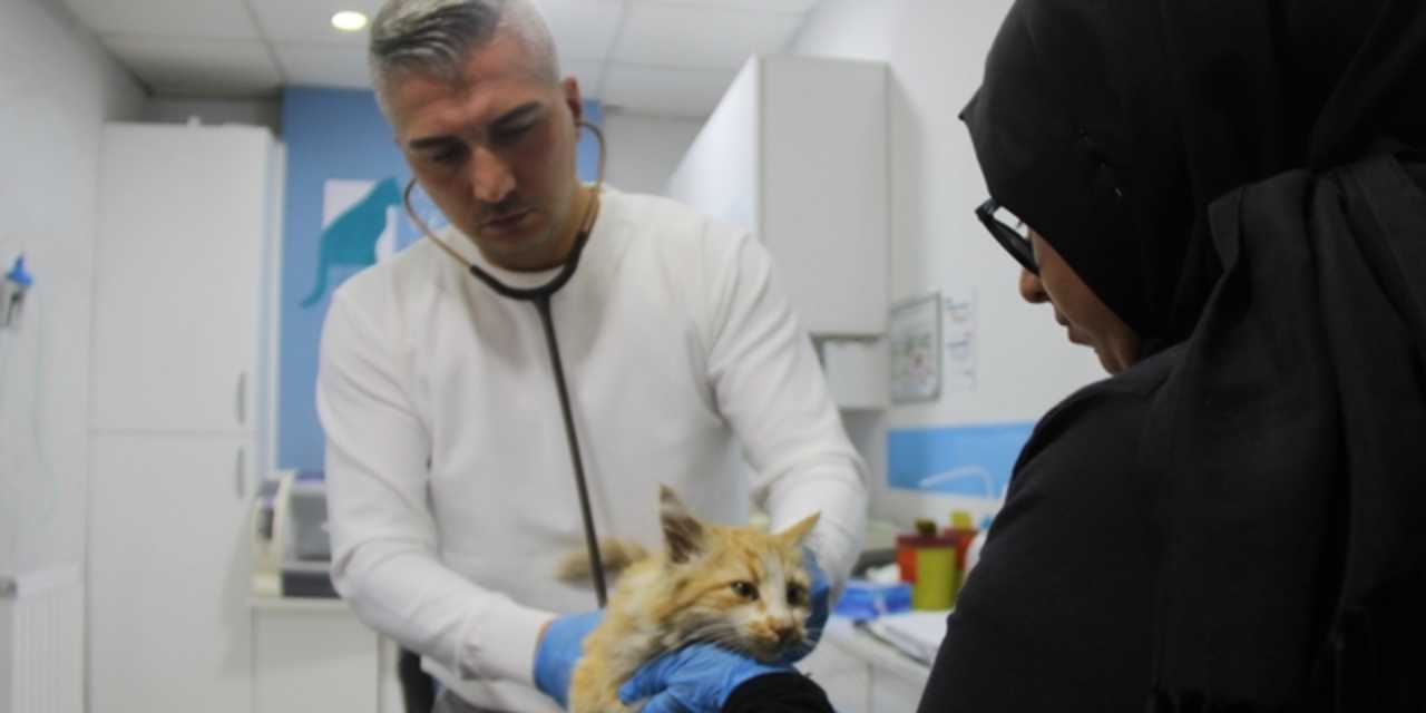 'Kedi AIDS’i Sivas'ta görüldü: Bu hastalığın tedavisi yok!