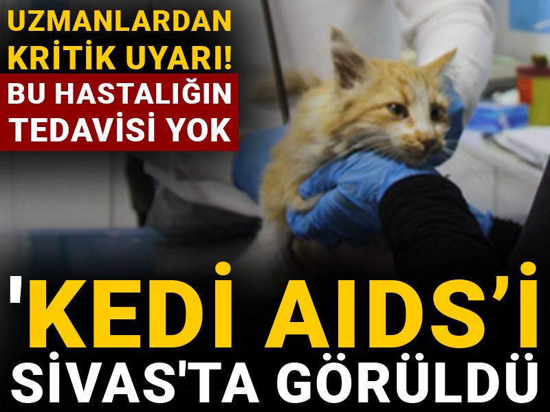 'Kedi AIDS’i Sivas'ta görüldü: Bu hastalığın tedavisi yok!