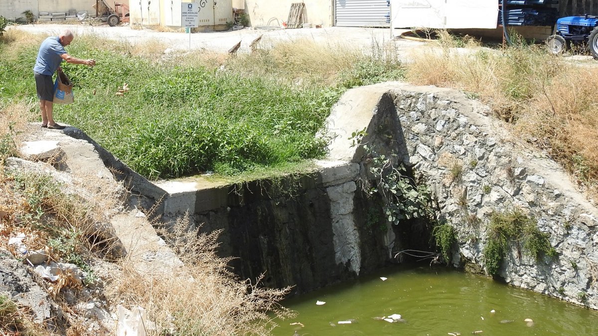 İzmir'de mahsur kalan kaplumbağalar, yurttaşlar tarafından besleniyor