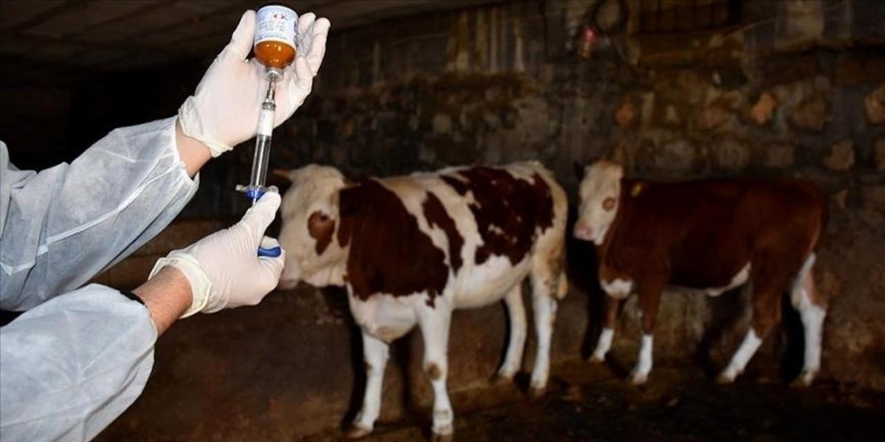 Tarım ve Orman Bakanlığı: Şap salgını kontrol altına alındı