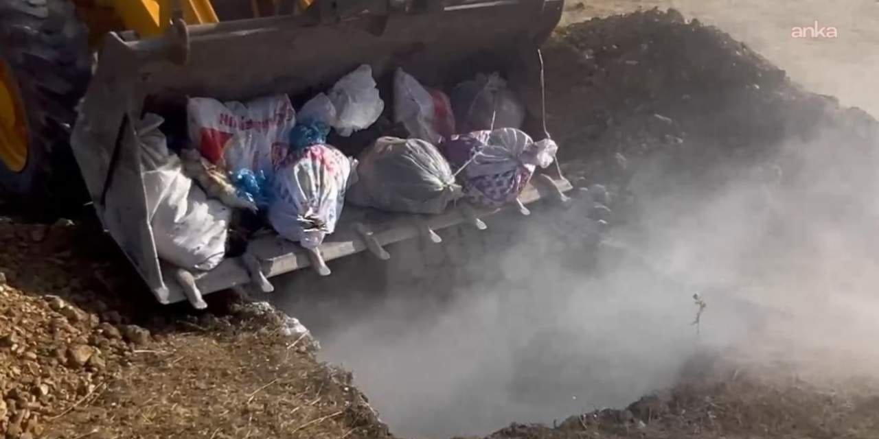 Hakkari'de hayvan katliamı: Yüzlerce hayvan canlı canlı gömüldü