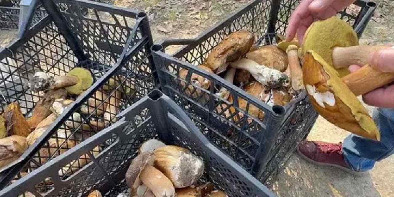 Toplamaya giden eli boş dönüyor: Kilosu 500 TL’ye çıktı