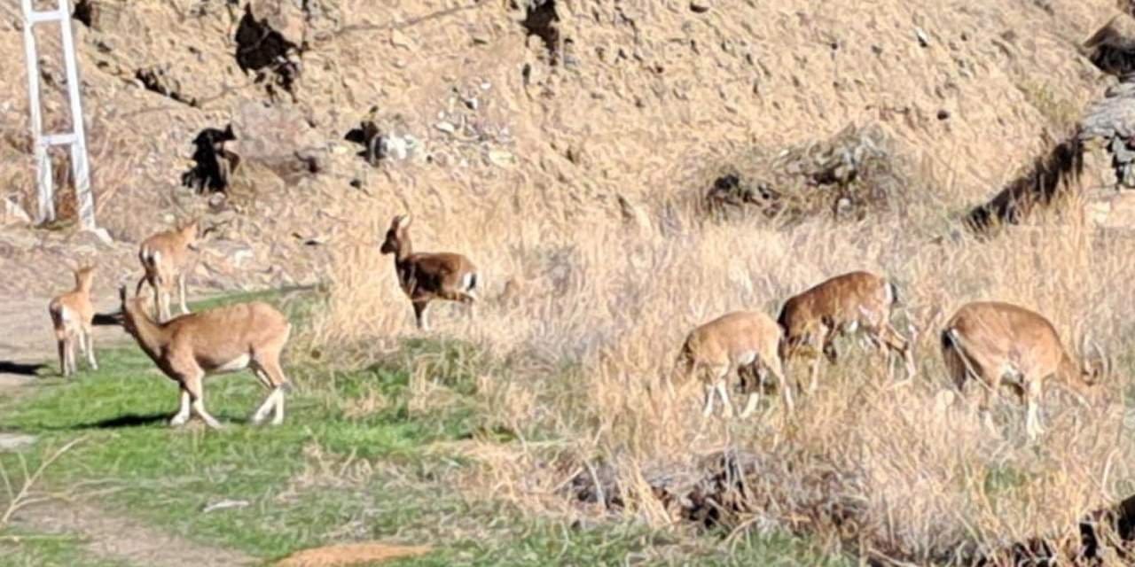 Dağ keçileri köylülerin arasına karıştı