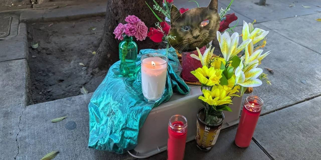 Kediyi ezen robotaksi Waymo, Musk’ı harekete geçirdi: Musk’ın hangi tarafta olduğunu tahmin edin!