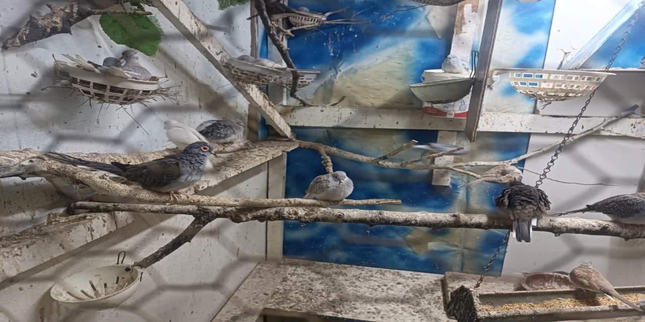 Tekirdağ'da papağan operasyonu