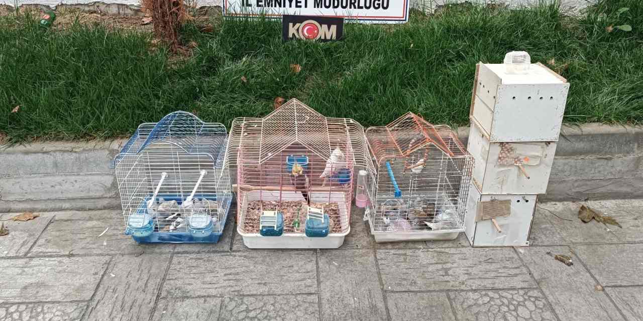Yasa dışı yollarla getirilmiş 7 papağan ve 45 kumru ele geçirildi