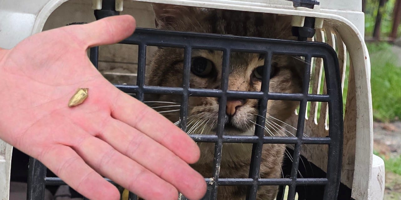 Kayıp kedi, patisinde mermiyle geri döndü