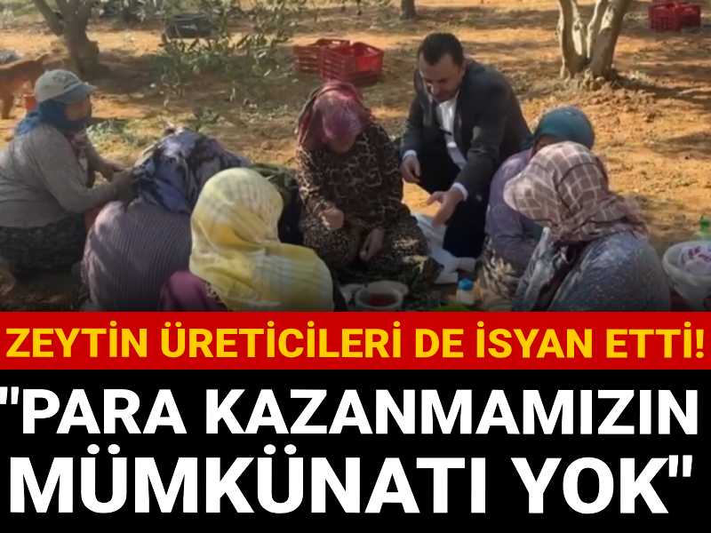 Zeytin üreticileri de isyan etti: Para kazanmamızın mümkünatı yok