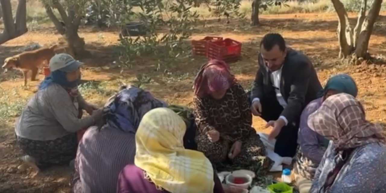Zeytin üreticileri de isyan etti: Para kazanmamızın mümkünatı yok