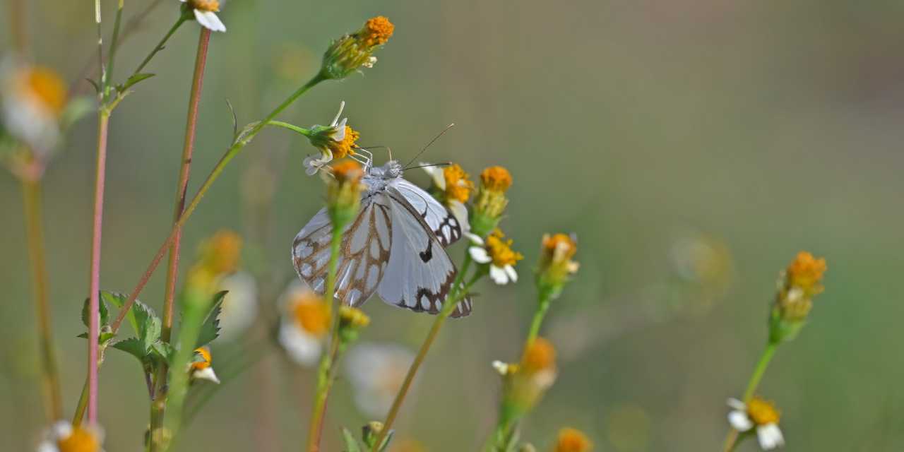 Diyarbakır ve Siirt’te görüldü: Afrika’dan Hint yarımadasına kadar uzanıyor!