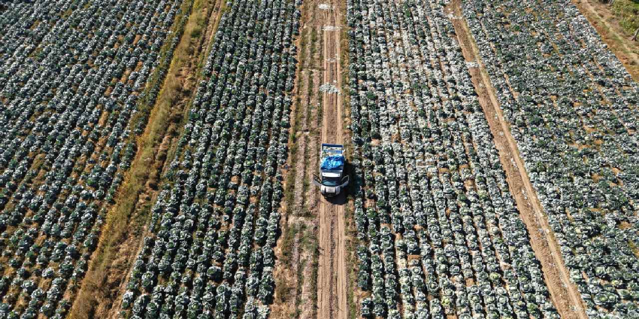 Van’da hasadı başladı: Tanesi 40-50 kiloyu buluyor