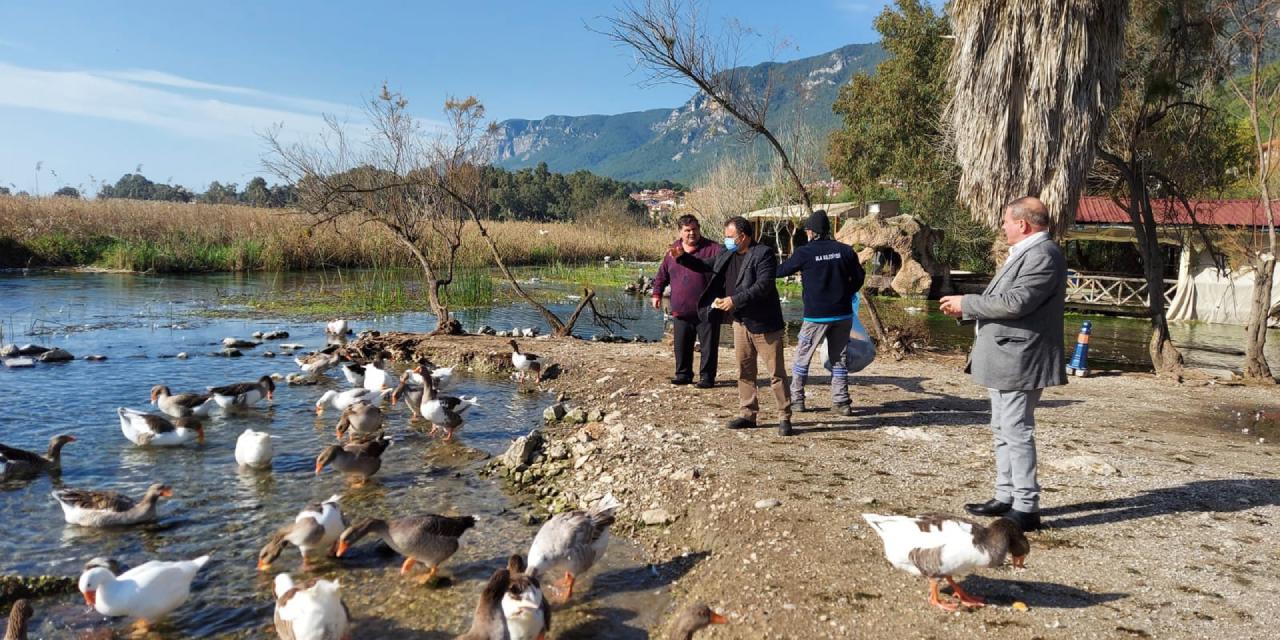 Muğla'da kuş gribi alarmı!