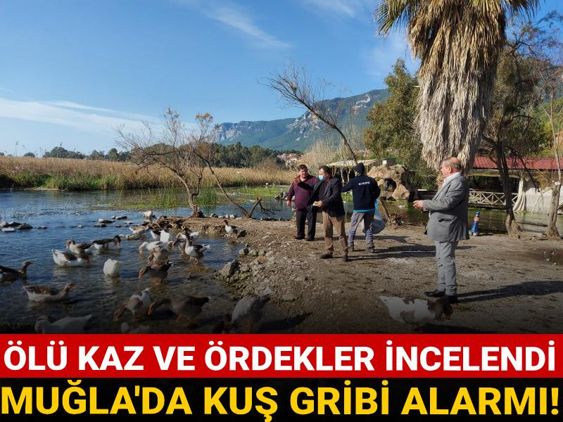 Muğla'da kuş gribi alarmı!