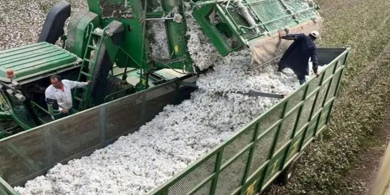 Şanlıurfa'da "Beyaz altın" isyanı