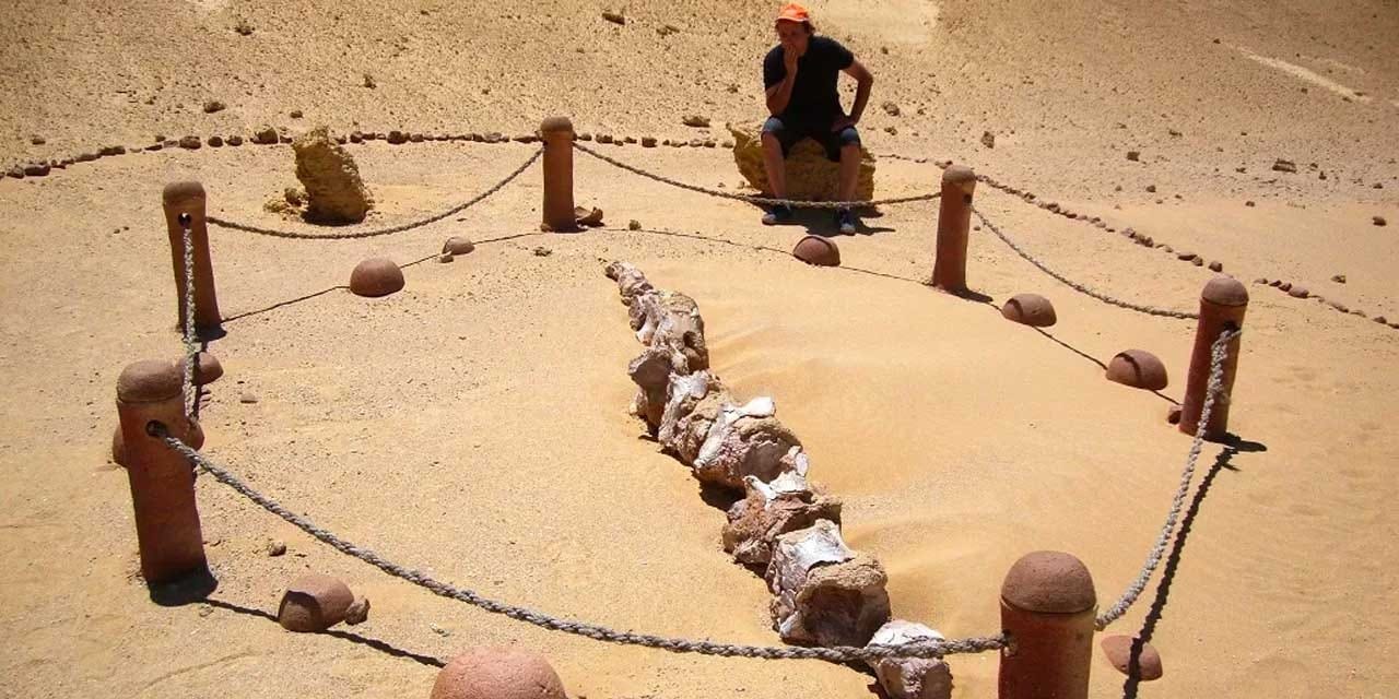 Çölde balinaların yaşadığı ortaya çıktı: Dünyada örneği yok