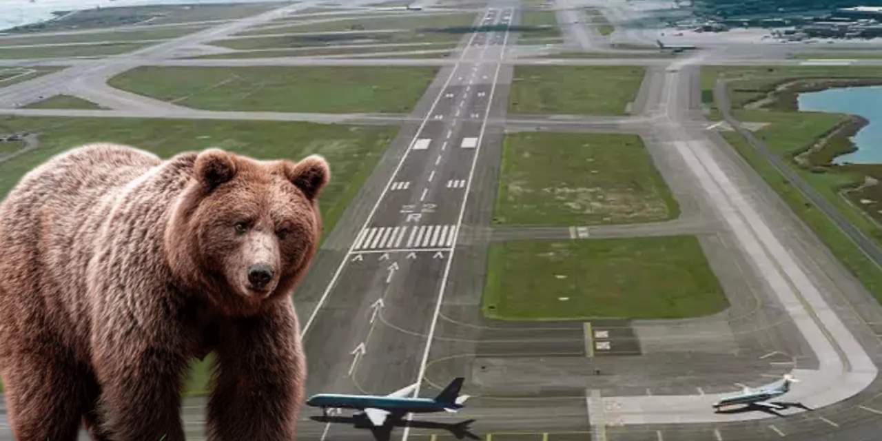 Piste ayı girdi: Uçak seferleri durduruldu