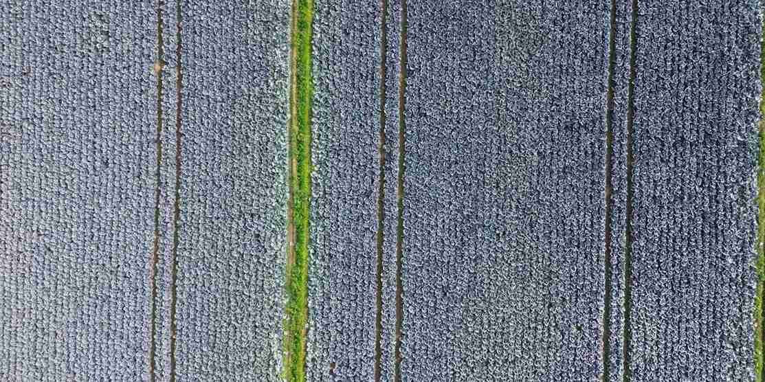 Hasat başladı: 13 liraya kadar çıkıyor