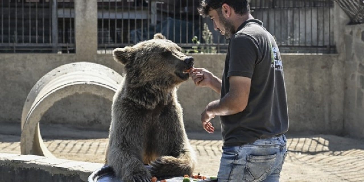 Ayılar ülkeyi karıştırdı! Meclis harekete geçti