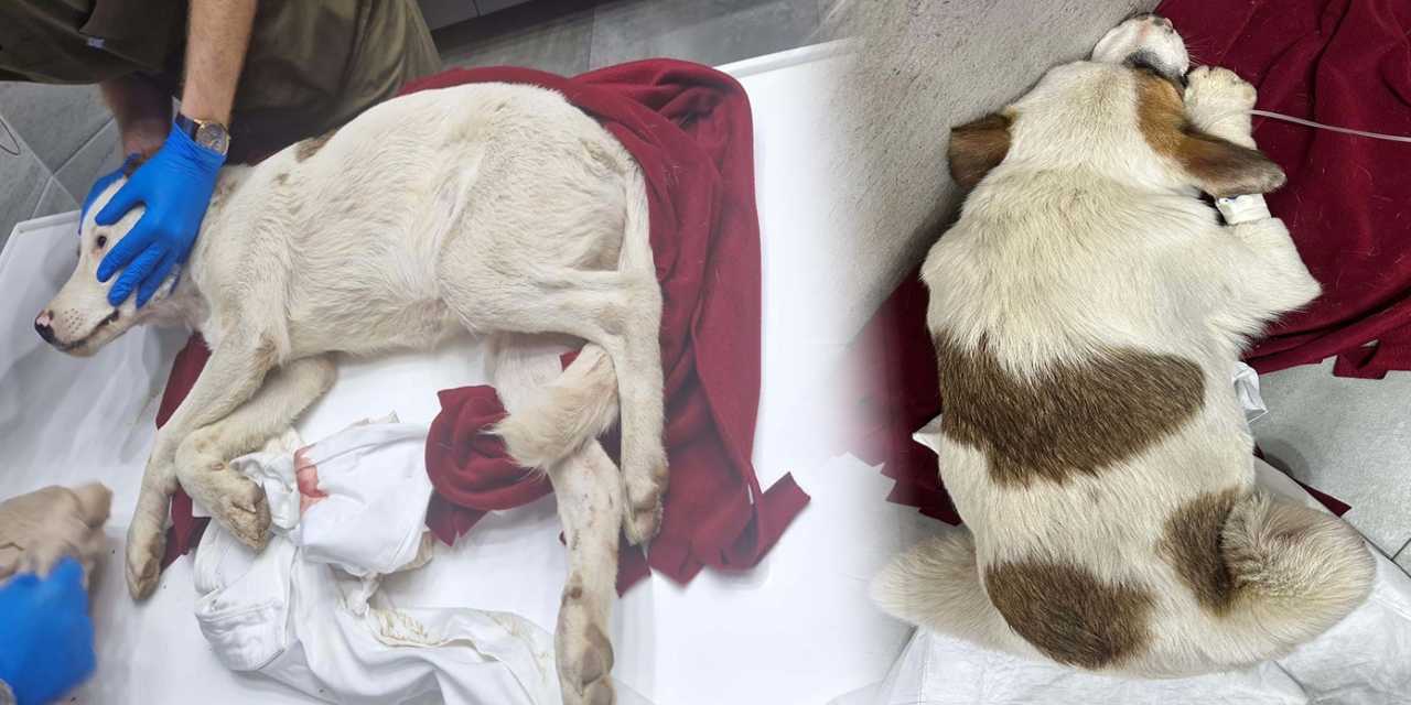 Vahşetin adresi bu kez Bodrum! 2 yavru köpeği av tüfeğiyle vurdu