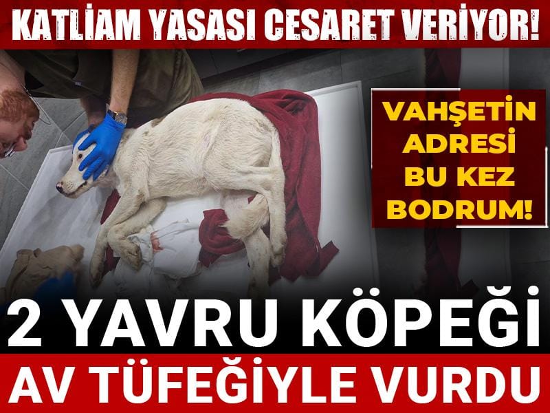 Vahşetin adresi bu kez Bodrum! 2 yavru köpeği av tüfeğiyle vurdu
