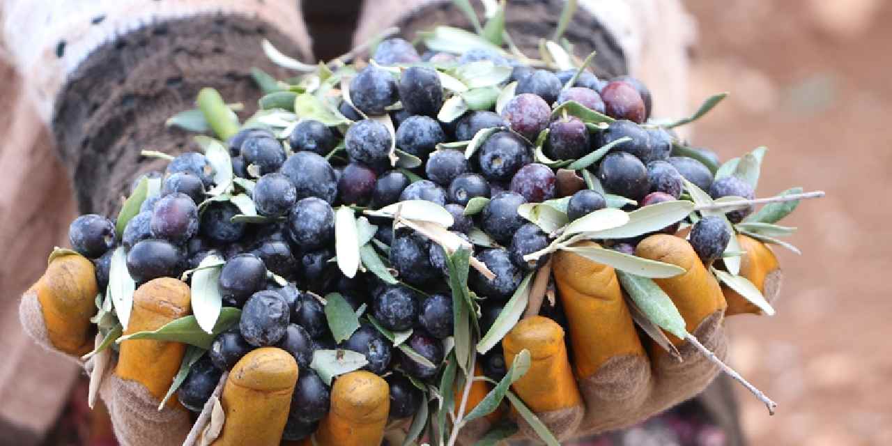 Kilis'te hasadı başladı: 100 dönümden 1 ton rekolte bekleniyor