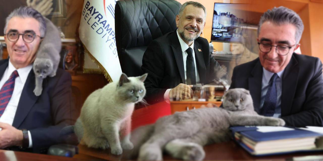 AKP Bayrampaşa'da hızını alamıyor: Hasan Mutlu'nun kedisi Bulut'a kayyum atandı!