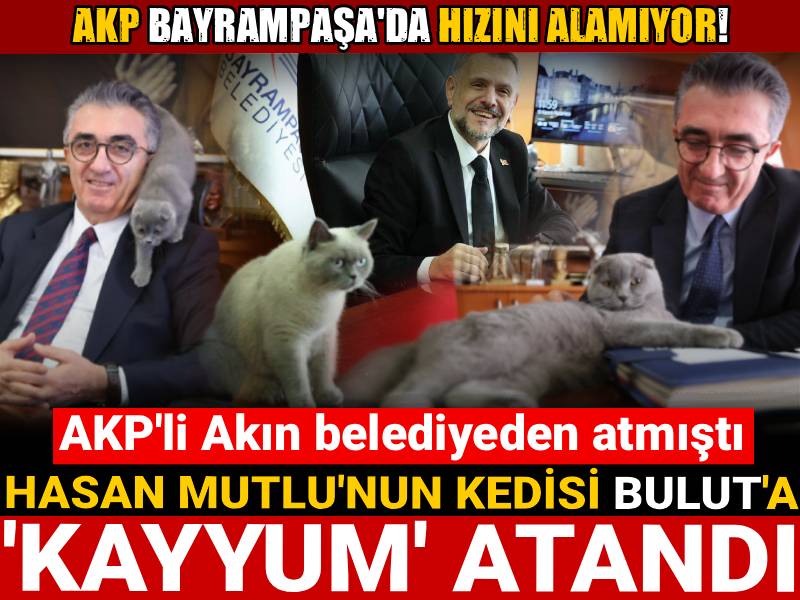 AKP Bayrampaşa'da hızını alamıyor: Hasan Mutlu'nun kedisi Bulut'a kayyum atandı!