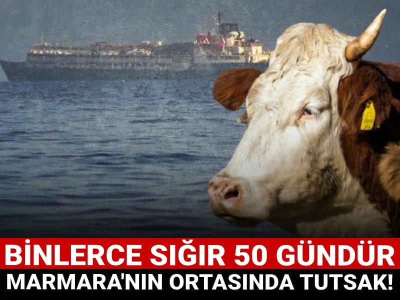 Binlerce sığır 50 gündür Marmara'nın ortasında tutsak