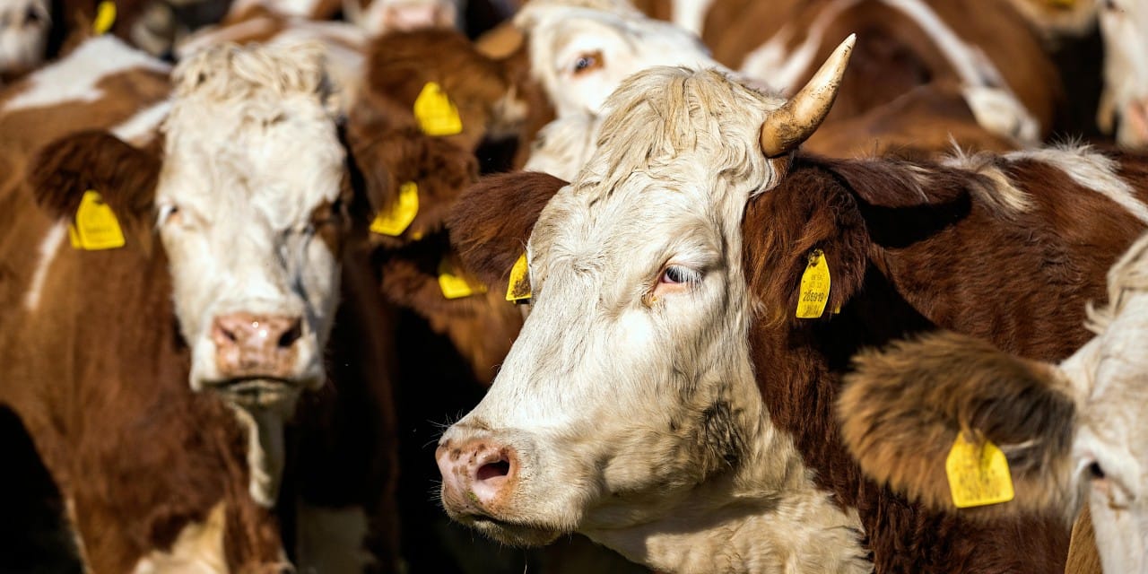 Binlerce sığır 50 gündür Marmara'nın ortasında tutsak