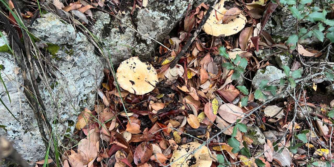 Sabah ormanın yolunu tutuyorlar: Kilosunu 400 liradan satıyorlar