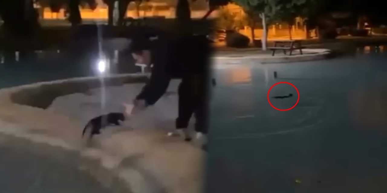Antalya’da pes dedirten vicdansızlık! Kediyi defalarca süs havuzuna fırlattılar