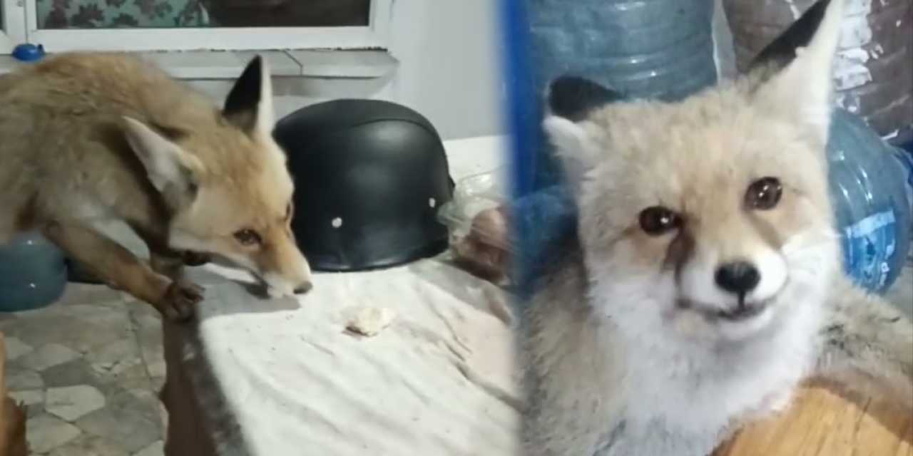 Tokat’ta yürekleri ısıtan anlar! Bahçesine giren tilkileri besledi