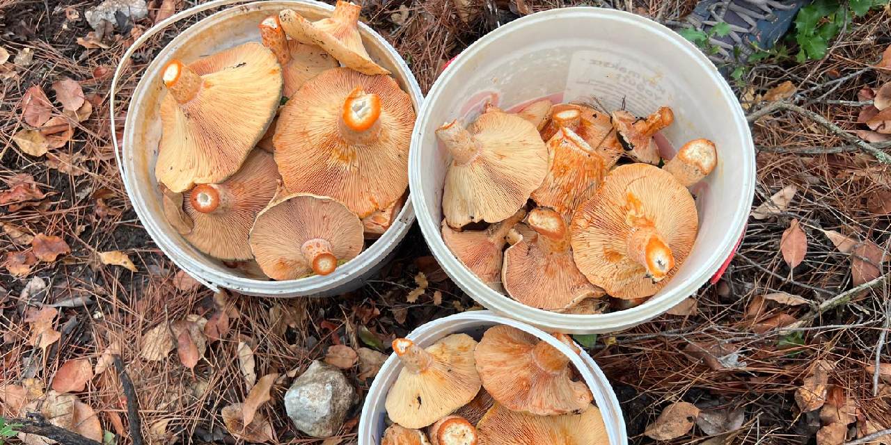 Ormanda toplayıp kilosunu 400 liradan satıyorlar