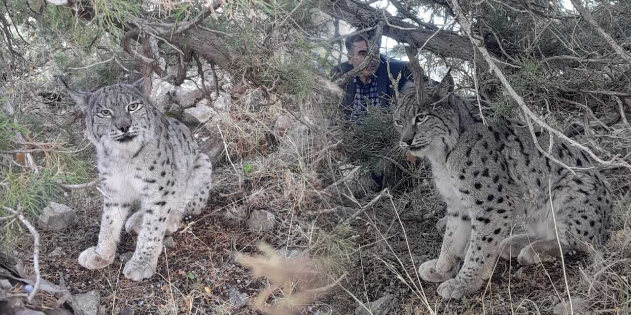 Nesli tehlike altındaki vaşağı köylüler görüntüledi! Muhtardan “zarar vermeyin” çağrısı