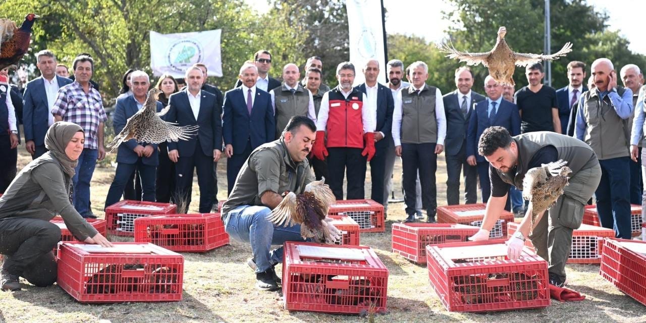 45 binden fazla keklik ve sülün doğaya salındı