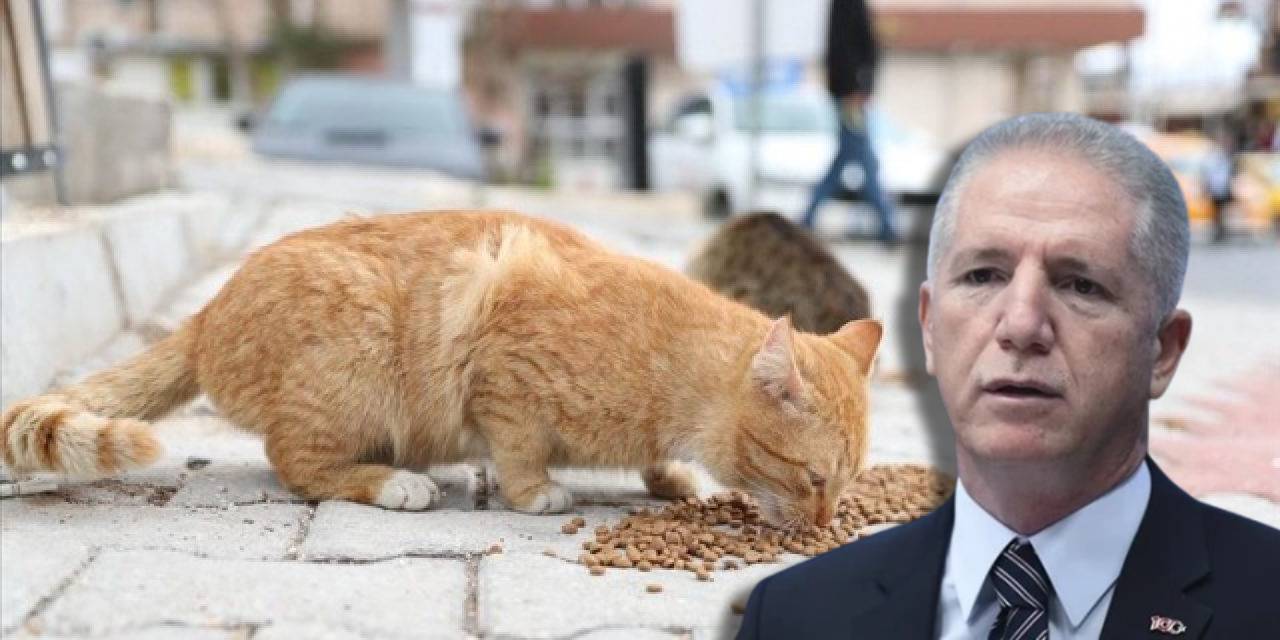 İstanbul Valisi Davut Gül kedileri hedef aldı: Her önüne gelen mama veremez