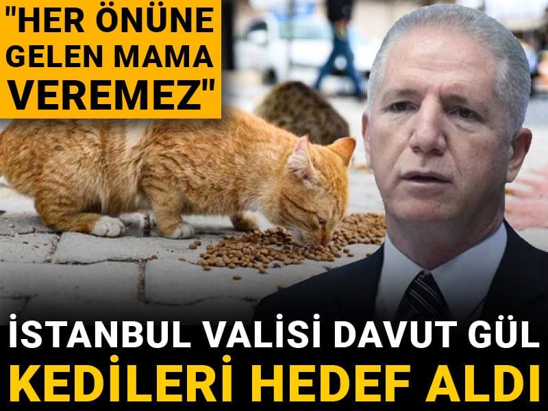 İstanbul Valisi Davut Gül kedileri hedef aldı: Her önüne gelen mama veremez