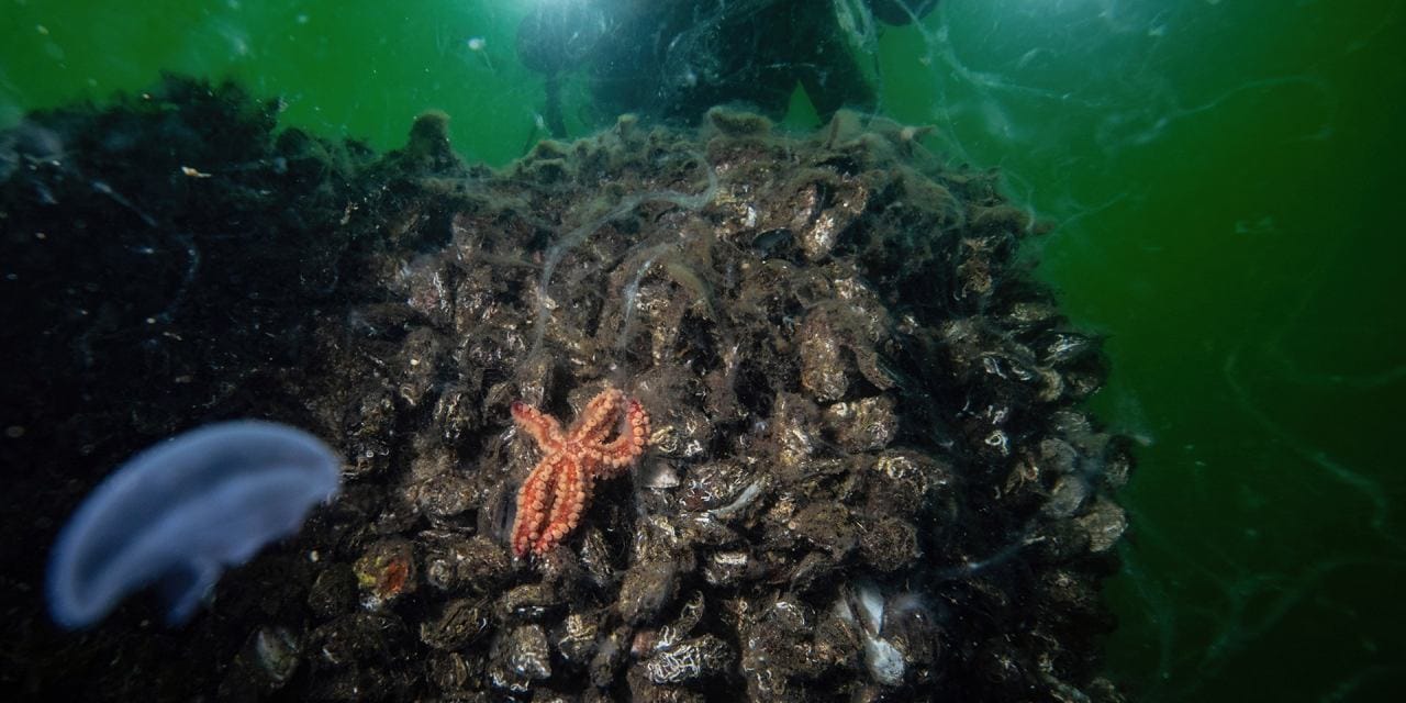 Gıda güvenliğinde alarm: Balıkta da görüldü mideye de! Bülent Şık tehlikenin arka planını anlattı